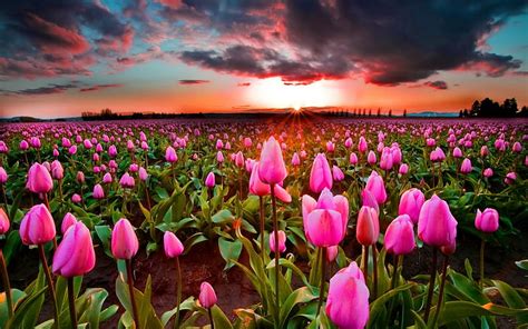 Hd Wallpaper Flowers Tulip Field Nature Netherlands Pink Flower