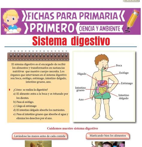 El Sistema Digestivo Para Primero De Primaria Actividades Educativas
