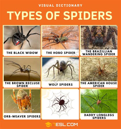 Types Of Spiders With Interesting Facts Spider Identification Esl