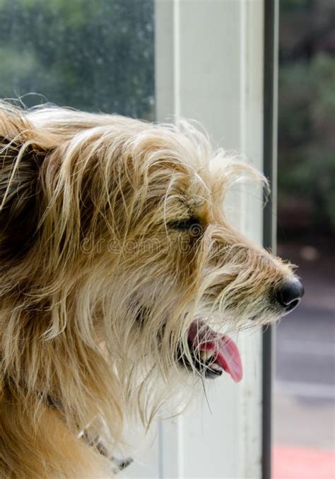 Closeup Profile Of Dog With Tongue Hanging Out Stock Photo