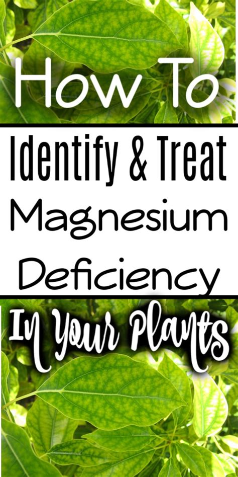 A magnesium deficiency is most likely to appear in plants grown in coco coir. Understanding Magnesium Deficiency In Plants
