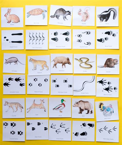 Animal Tracks Printable Game For Kids Adventure In A Box