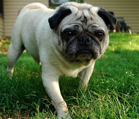 Worlds Cutest Pug Cute Pugs Dog Love Pugs