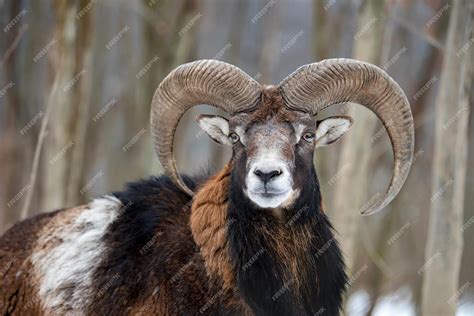 Premium Photo Winter Portrait Of Big Mouflon Animal Mouflon Ovis