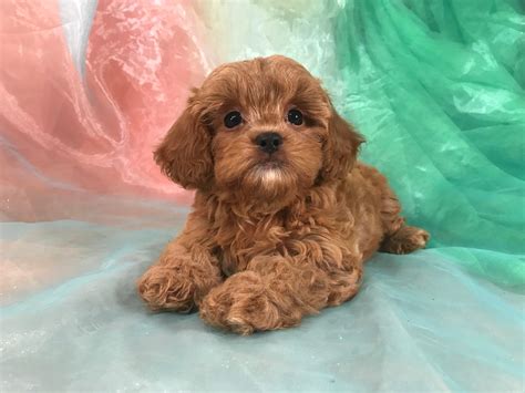 For those who train their puppies right from the start, they will find that the friendly and outgoing personality will be seen in the shih poo. Shih Tzu Poodle Breeders, Iowa, Illinois, Minnesota ...