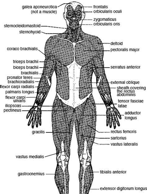 Major Muscles In The Body Diagram Imágenes Diagrama Del Cuerpo