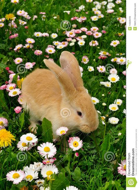 Cute Rabbit In Flowers Stock Photo Image Of Marguerite