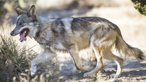 Final Mexican Gray Wolf Recovery Plan Met With Scrutiny From Many