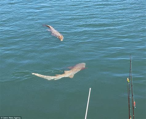 Picture Shows Saltwater Crocodiles And Lemon Sharks Circling A Boat On Hunter River Daily Mail
