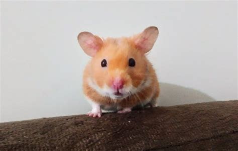 Hamster é Removido De Tubulação Pelos Bombeiros Com Aspirador De Pó
