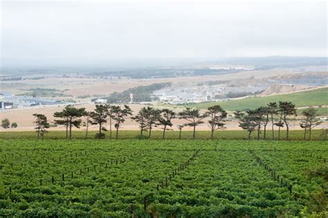 Cape Town Vineyard Stock Photo Image Of Grape Town 50837958