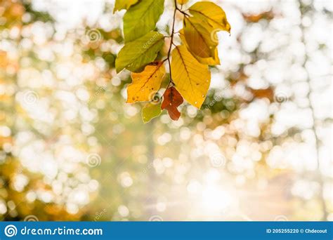 Orange And Yellow Autumn Beech Tree Leaves In Brightforest Stock Photo