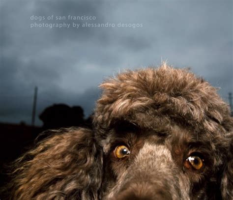 Dogs Of San Francisco By Alessandro Desogos Photography Blurb Books