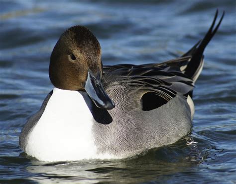 Butlers Birds Northern Pintail