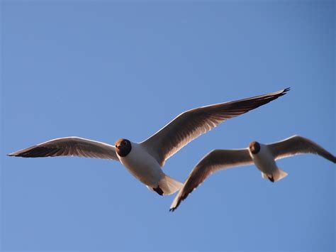 fotos gratis pájaro ala ave marina verano gaviota pico vuelo fauna cielo azul