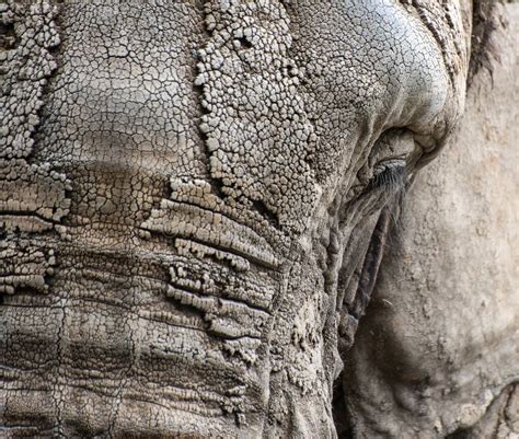 Close Up Facial Portrait Of African Elephant Loxodonta Africana Stock