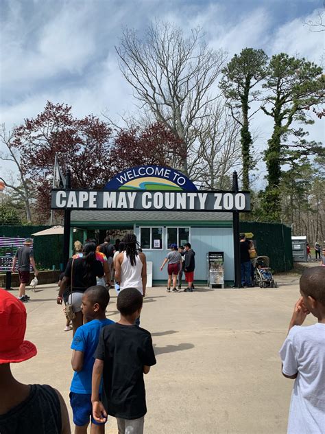 Wild Adventures Await Discover The Wonders Of Cape May Zoo La