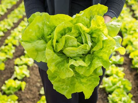Harvesting Heads Of Lettuce When And How To Pick Lettuce