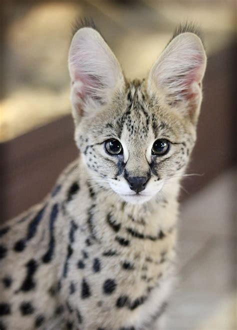 Close Up A Serval Cat With Spotted Like A Cheetah And Extra Long Legs