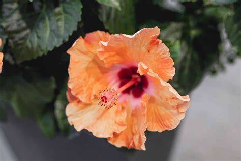Rose Of Sharon Plant Care And Growing Guide