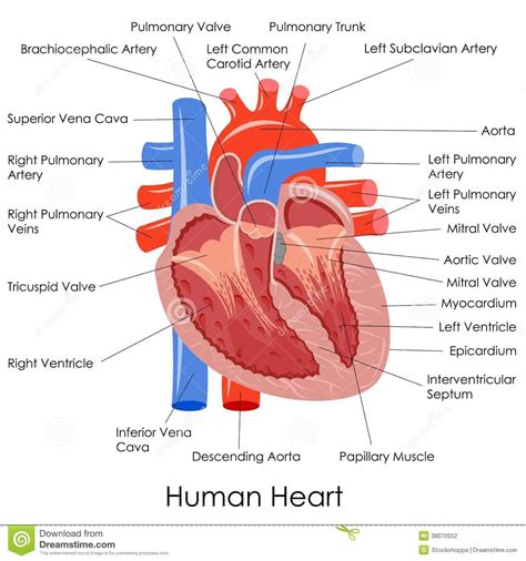 Human Heart Anatomy Human Heart Anatomy Human Heart Diagram Heart