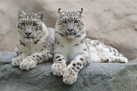 Where Do Snow Leopards Live Worldatlas