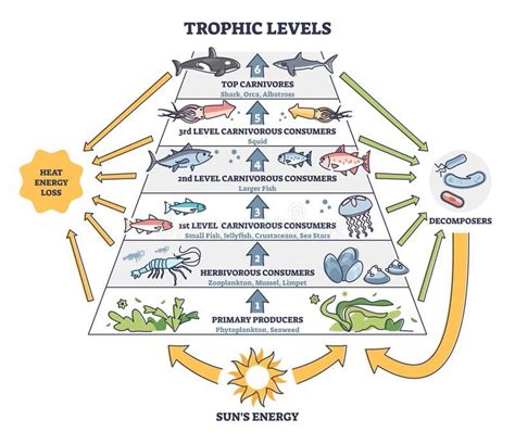 Trophic Levels In Water Wildlife As Ocean Food Chain Pyramid Outline Diagram Stock Vector