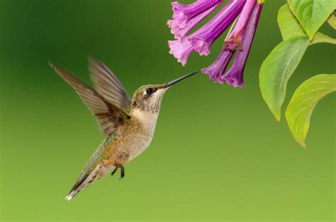 Large, deeply incised, green leaves make this plant attractive even when it's not in bloom. Plants that Attract Hummingbirds | The Old Farmer's Almanac