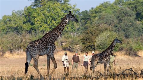 Luxury Zambia Safari Holidays Hayes And Jarvis Holidays