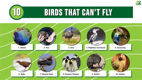 10 Birds That Cant Fly A Z Animals