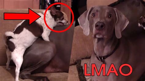 Small Dog Humps Big Dog Extremely Funny Youtube