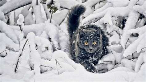 Black And White Nature Winter Snow Cats Animals 1920x1080