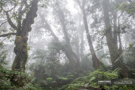 Fog In Beautiful Green Tropical Rainforest In The Morning — Outdoor