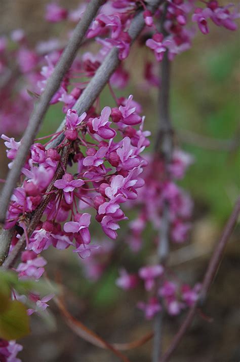 Lavender Twist Redbud Cercis Canadensis Covey In Columbus Dublin