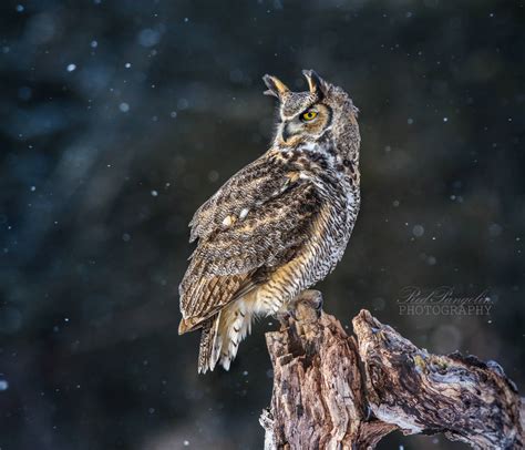 Great Horned Owl On A Snowy Evening By Redpangolin On Deviantart