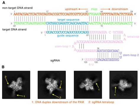 Ijms Free Full Text Full Length Model Of Sacas Sgrna Dna Complex In Cleavage State