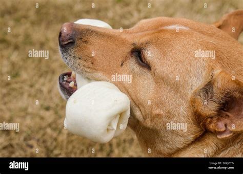 A Dog Chewing On A Bone Stock Photo Alamy