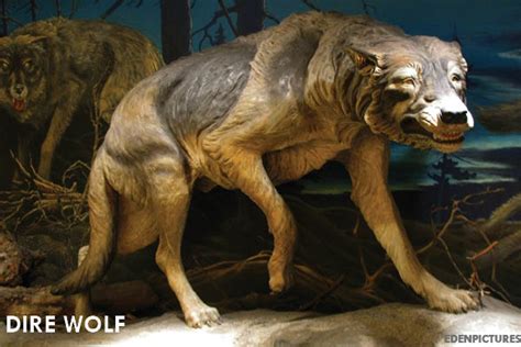 45 Rare Weird Extinct Animals