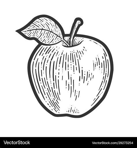 Apple Fruit Sketch Royalty Free Vector Image Vectorstock