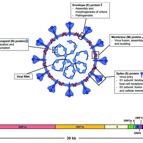 Schematic Diagram Of Sars Cov 2 Virus Structure And Genome