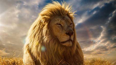 Lion, wildlife, carnivore, predator, zoo, safari ride, 5k. 4K Ultra HD Lions Wallpapers - Top Free 4K Ultra HD Lions ...