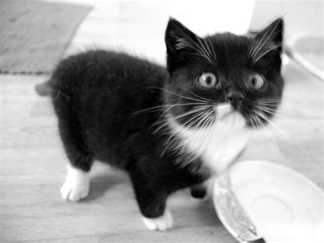 Free for commercial use no attribution required high quality images. Black and white cat by Idrilian on DeviantArt