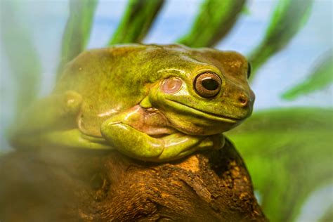 Cool Green Frog A Big Frog Taken In The Vivarium Of The A Flickr