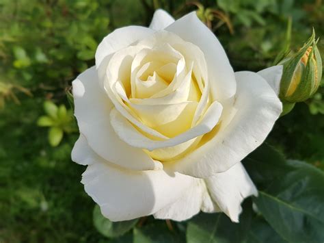 Kumpulan Galeri Gambar Bunga Mawar Putih Tercantik Terindah Terbaru