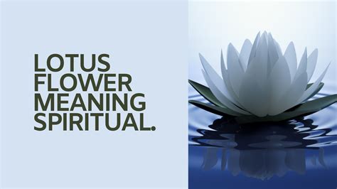 Lotus Flower Meaning Spiritual Meltblogs