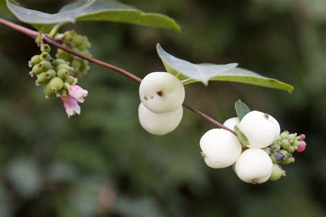 The Common Snowberry A Shrub With White Fruit Organic Horticulture