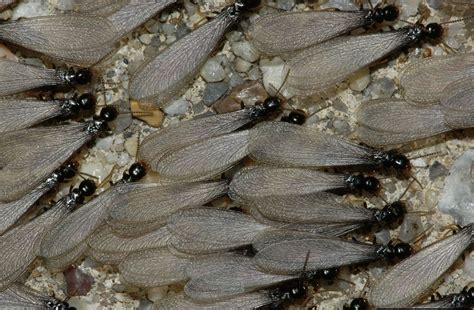 Pick up the bug carefully to avoid killing it. What Do Termites Look Like? Signs of Termite Damage