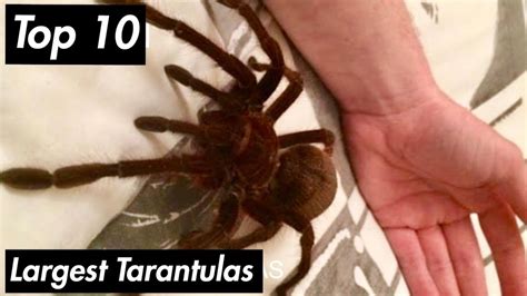 🎬top 10 Largest Spiders Tarantulas 🌍 Youtube
