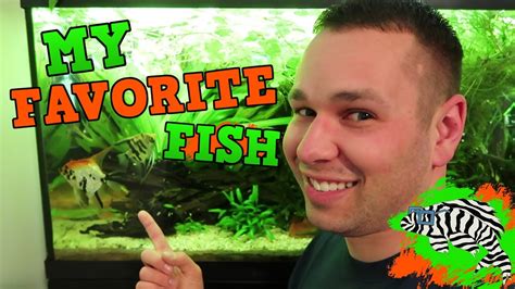 My Top 5 Favorite Aquarium Fish Youtube