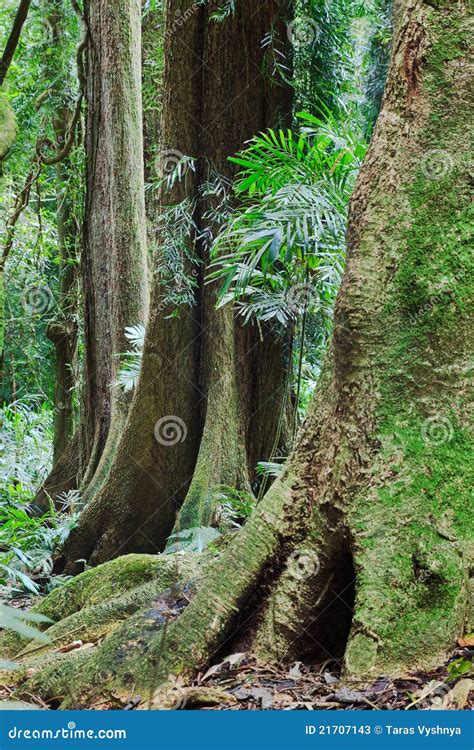 Rainforest Tree Trunk Stock Image Image Of Thick Bark 21707143